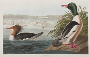 Birds of America」のイラスト 作： John James Audubon