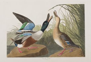 Birds of America」のイラスト 作： John James Audubon