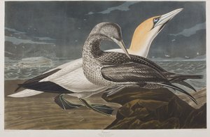 Birds of America」のイラスト 作： John James Audubon