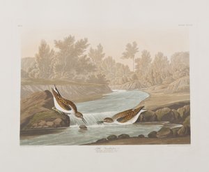 Birds of America」のイラスト 作： John James Audubon