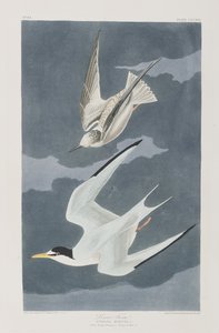 Birds of America」のイラスト
