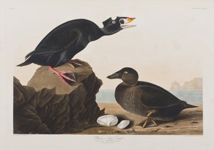 Birds of America」のイラスト 作： John James Audubon