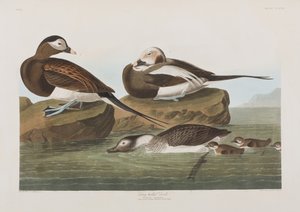 Birds of America」のイラスト 作： John James Audubon