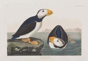 Birds of America」のイラスト 作： John James Audubon