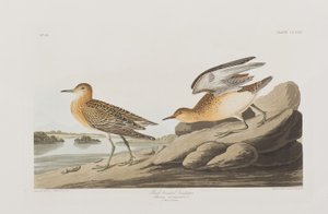 Birds of America」のイラスト 作： John James Audubon