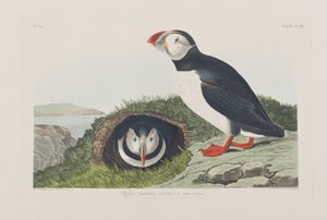Birds of America」のイラスト 作： John James Audubon