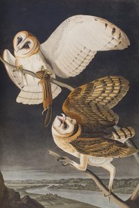 Birds of America」のイラスト 作： John James Audubon