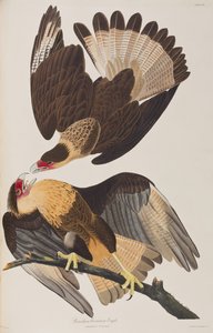 Birds of America」のイラスト 作： John James Audubon