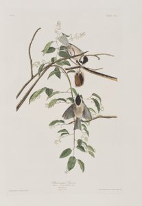 Birds of America」のイラスト 作： John James Audubon