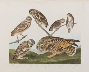 Birds of America」のイラスト 作： John James Audubon