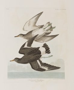 Birds of America」のイラスト