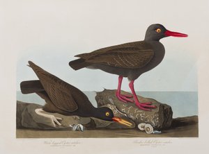 Birds of America」のイラスト 作： John James Audubon