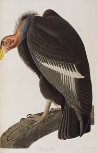 Birds of America」のイラスト 作： John James Audubon