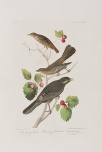 Birds of America」のイラスト 作： John James Audubon