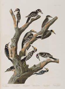 Birds of America」のイラスト 作： John James Audubon