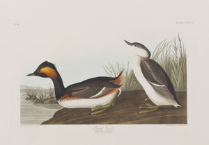 Birds of America」のイラスト