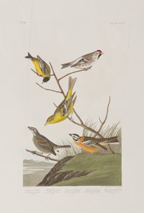 Birds of America」のイラスト 作： John James Audubon