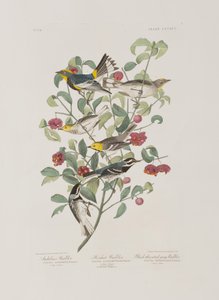 Birds of America」のイラスト 作： John James Audubon