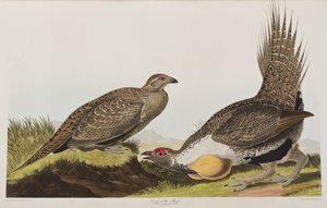 Birds of America」のイラスト 作： John James Audubon