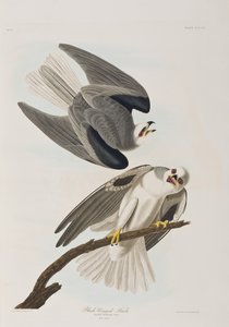 Birds of America」のイラスト