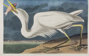 Birds of America」のイラスト 作： John James Audubon