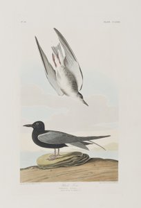 Birds of America」のイラスト