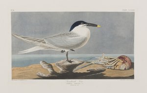 Birds of America」のイラスト