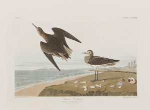 Birds of America」のイラスト 作： John James Audubon