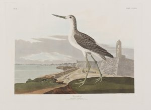 Birds of America」のイラスト 作： John James Audubon