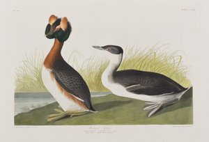 Birds of America」のイラスト 作： John James Audubon