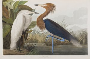 Birds of America」のイラスト 作： John James Audubon
