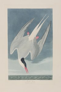 Birds of America」のイラスト