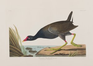 Birds of America」のイラスト 作： John James Audubon