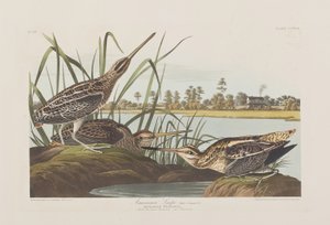 Birds of America」のイラスト 作： John James Audubon