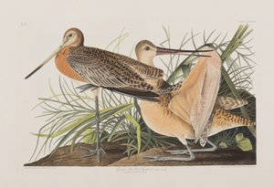 Birds of America」のイラスト 作： John James Audubon