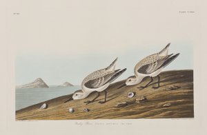 Birds of America」のイラスト 作： John James Audubon