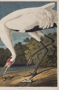 Birds of America」のイラスト 作： John James Audubon