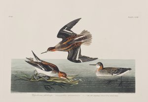 Birds of America」のイラスト 作： John James Audubon