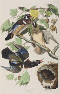 Birds of America」のイラスト 作： John James Audubon