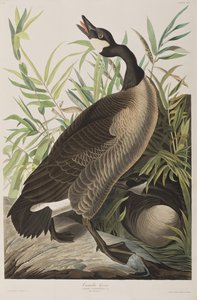 Birds of America」のイラスト 作： John James Audubon