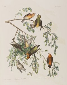 Birds of America」のイラスト