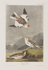 Birds of America」のイラスト 作： John James Audubon