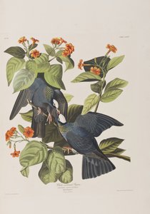 Birds of America」のイラスト 作： John James Audubon