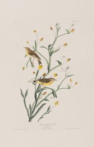 Birds of America」のイラスト 作： John James Audubon