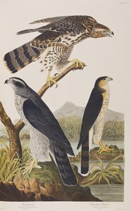 Birds of America」のイラスト 作： John James Audubon