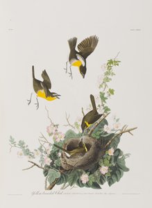 Birds of America」のイラスト 作： John James Audubon