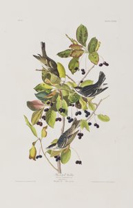 Birds of America」のイラスト 作： John James Audubon