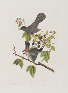 Birds of America」のイラスト