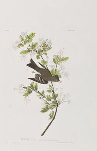 Birds of America」のイラスト 作： John James Audubon