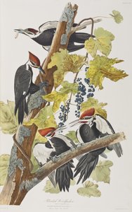 Birds of America」のイラスト 作： John James Audubon